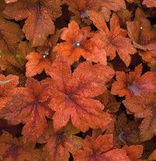 Heucherella &#39;Pumpkin Spice&#39; 1 gal