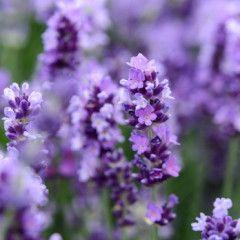 Lavender &#39;Phenomenal&#39; 1 gal