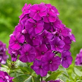 Garden Phlox Nicky - 1 gal