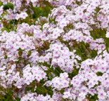 Garden Phlox &#39;Opening Act Pink-A-Dot&#39; 1 gal PW