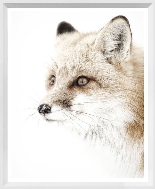 Art - Red Fox, Size: Large 30&quot; x 37&quot;