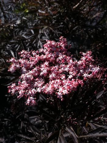 Elderberry &#39;Black Lace&#39;, Size: 2 gal