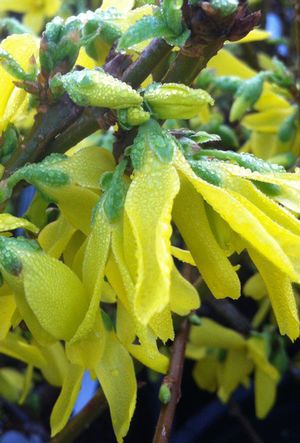 Forsythia &#39;northern gold&#39;, Size: 2 gal