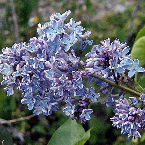 Lilac &#39;wonder blue&#39;, Size: 5 gal