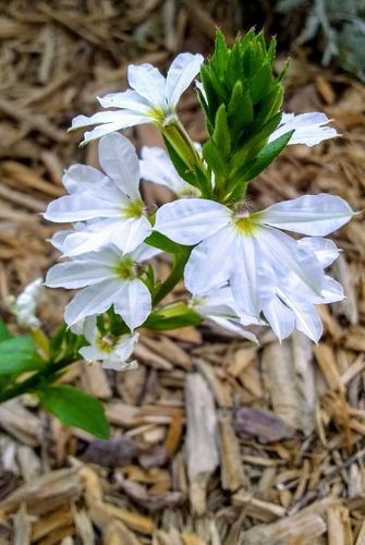 Fan Flower &#39;Scaevola&#39; - 4&quot;, Color: White