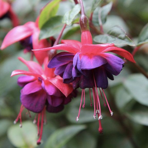 Fuchsia - 4&quot;, Color: Bella Mariska