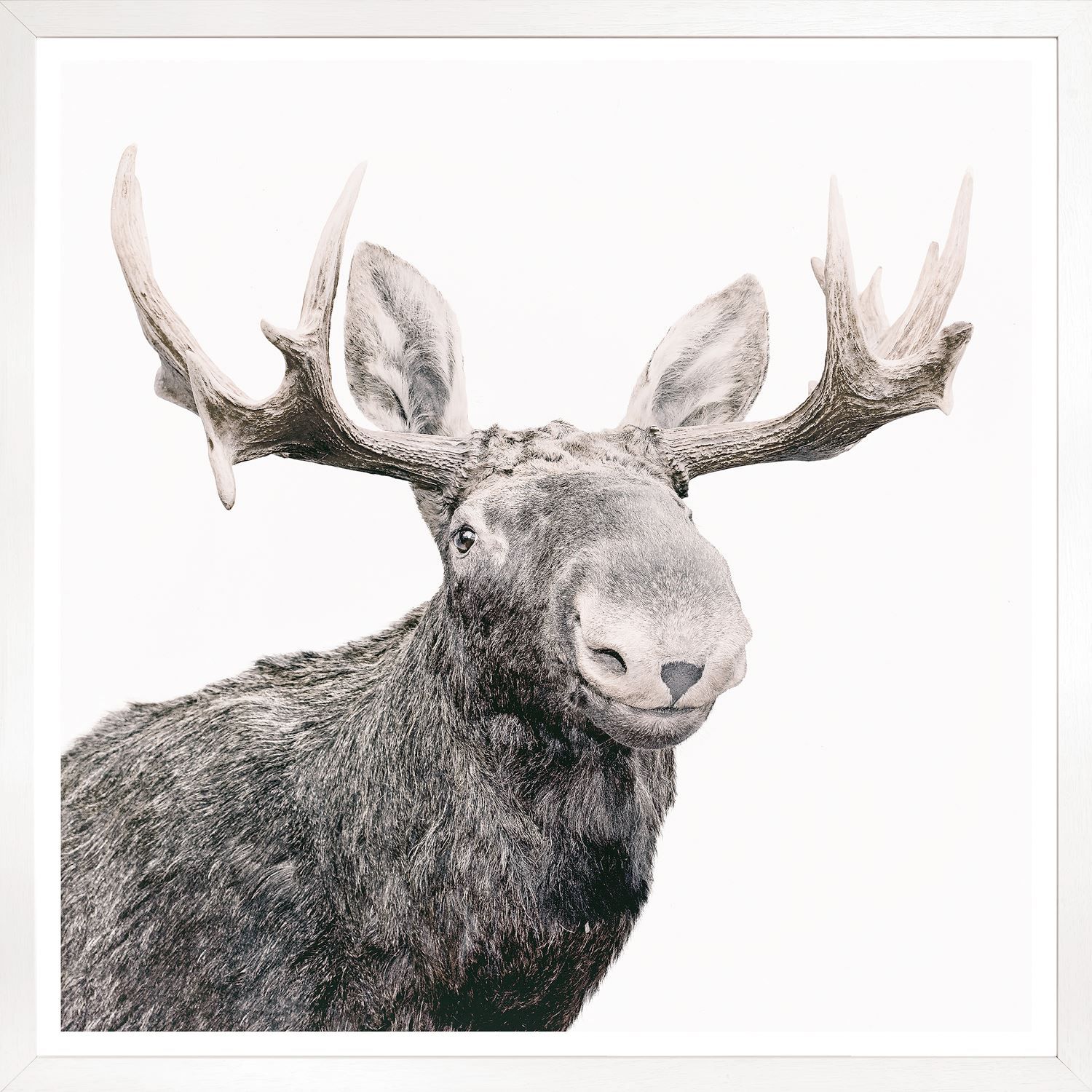Art - Happy Moose, Size: Large 40&quot; x 40&quot;