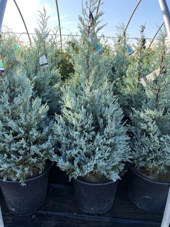 Juniper &#39;Moffat Blue&#39;, Size: 12 gal