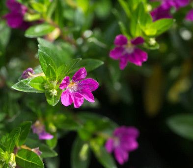 Cuphea Hyssop Cuphea Lavender - Mexican Heather 4"