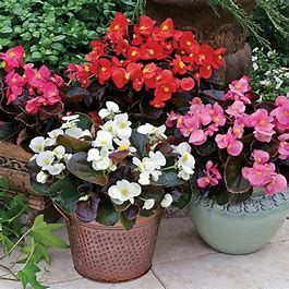 Begonia &#39;Bada Boom&#39; - 4&quot;