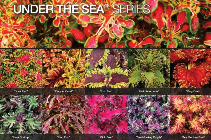 Coleus Under the Sea 4"