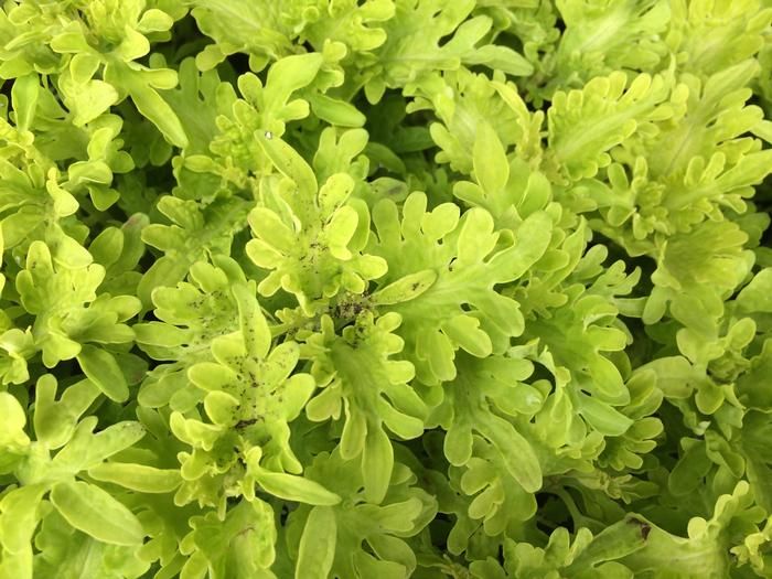 Coleus Under the Sea 4", Variety: Yellow Fin Tuna
