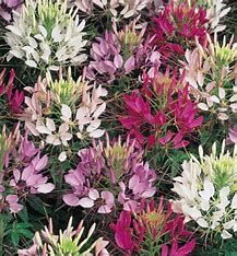 Cleome - 4"