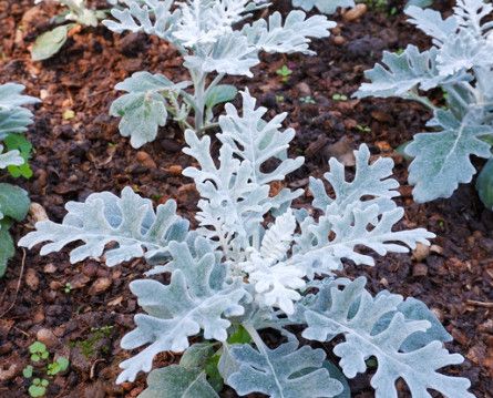 Dusty Miller - 4 Cell Pack