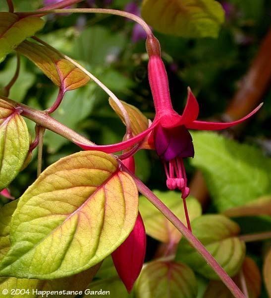 Fuchsia &#39;Autumnale&#39; 4&quot;
