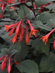 Fuchsia &#39;Gartenmeister&#39; 4&quot; (orange)