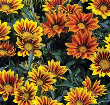 Gazania &#39;Frosty Flame Mix&#39; 4&quot;