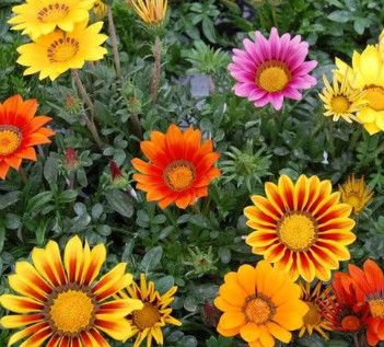 Gazania 'New Day Mix' 4"