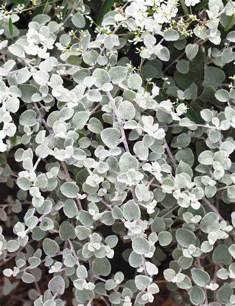 Licorice Helichrysum &#39;Silver&#39; 4&quot;
