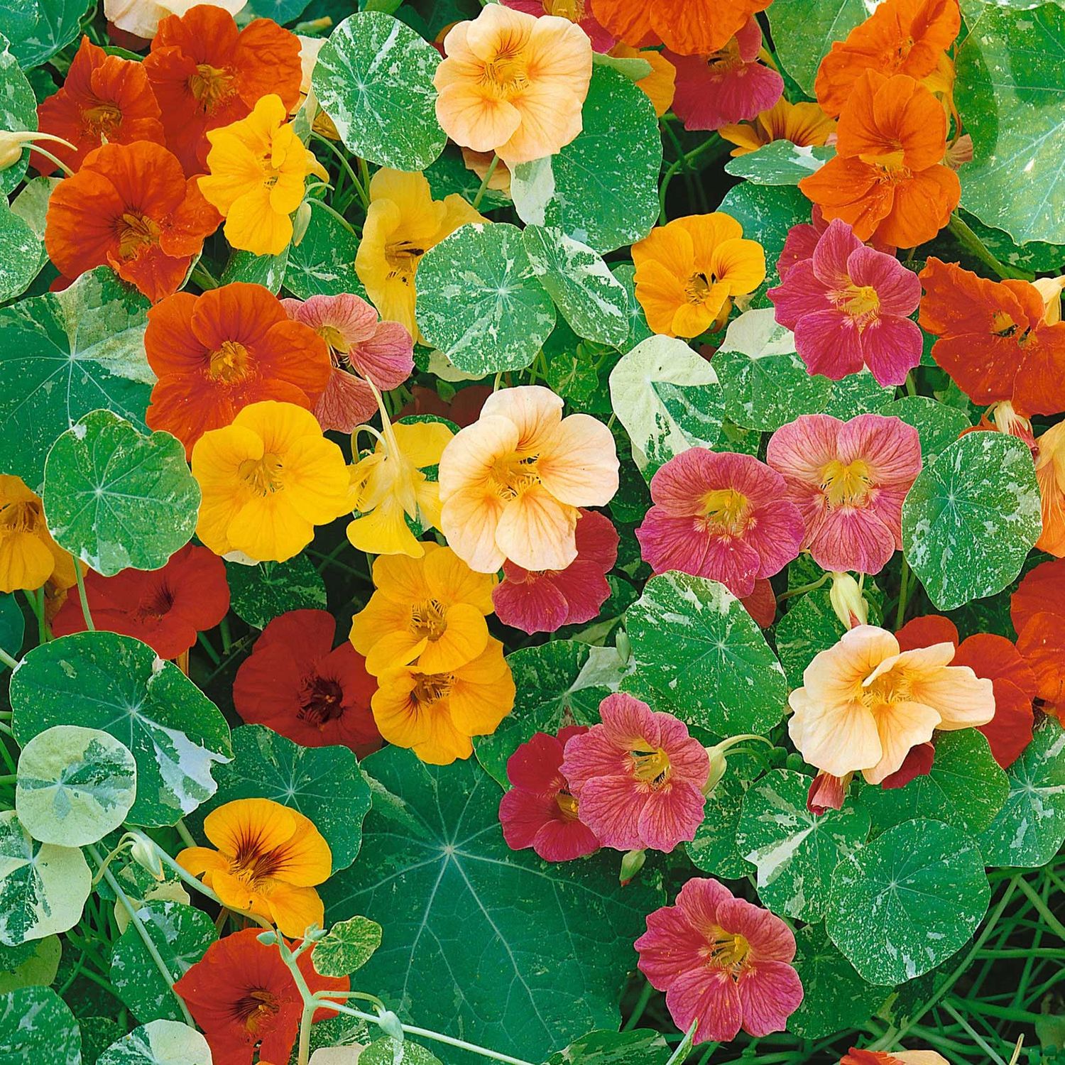 Nasturtium - 2 cell pack &#39;Alaska Mix&#39;