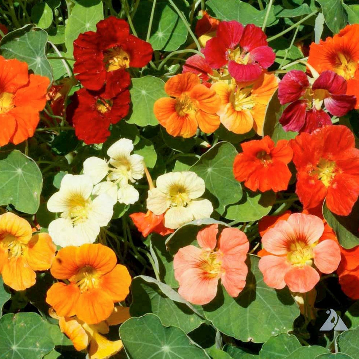 Nasturtium &#39;Jewel Mix&#39; 2 cell pack