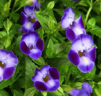 Torenia &#39;Purple Moon&#39; Wishbone 4&quot;
