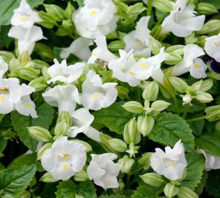 Torenia &#39;White Moon&#39; Wishbone  4&quot;