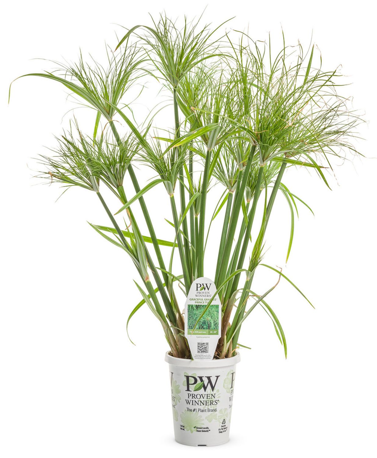 Annual Grass: Prince Tut 1 gal PW
