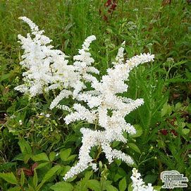 Astilbe 'Deutschland Japanese' 1 gal