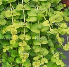 Creeping Jenny - Karat- 1 qt