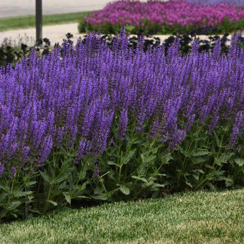 Perennial Sage &#39;Blue By You&#39; 1 qt