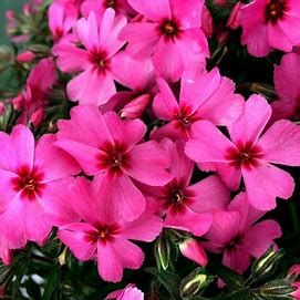 Creeping Phlox &#39;Goldiphlox Cherry&#39; 4&quot;