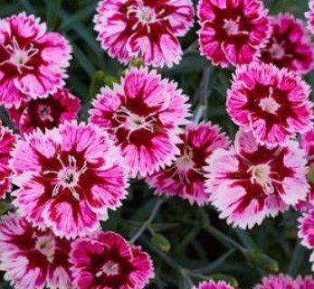 Dianthus &#39;Super Star&#39; 4&quot;