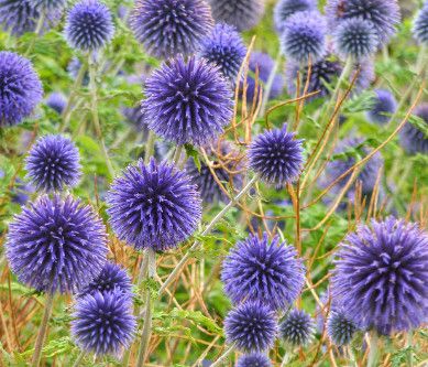 Globe Thistle 4&quot;