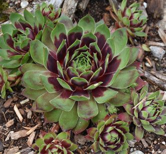 Hens and Chicks - Sempervivum Killer - 4&quot;