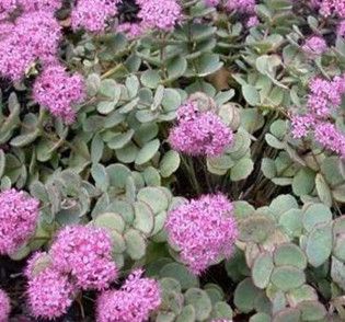 Stonecrop - Sedum &#39;Sieboldii&#39; 4&quot;