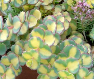 Stonecrop - Sedum &#39;Sieboldii Variegated&#39; 4&quot;