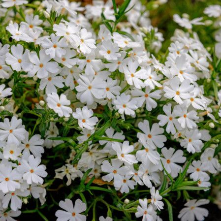Creeping Phlox &#39;Goldiphlox White&#39; 4&quot;