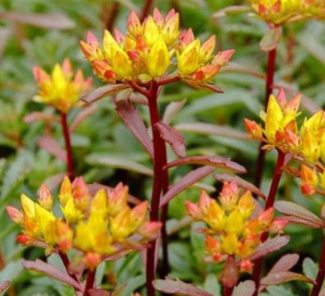 Stonecrop - Sedum &#39;Weihen Gold&#39; 4&quot;