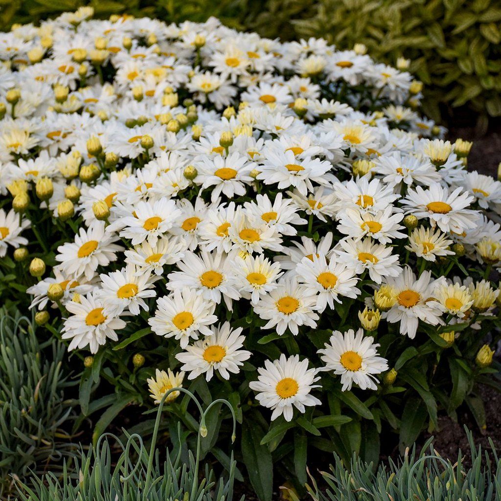 Shasta Daisy &#39;Leucanthemum Spoonful of Sugar&#39; 1 gal