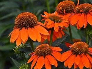Cone Flower &#39;Echinacea Sombrero Adobe Orange&#39; 1 gal