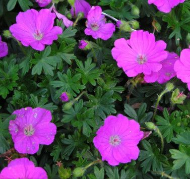 Perennial Geranium &#39;Max Frei&#39; 1 gal