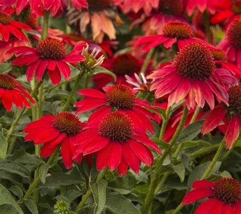 Cone Flower 'Echinacea Sombrero Salsa Red' 1 gal