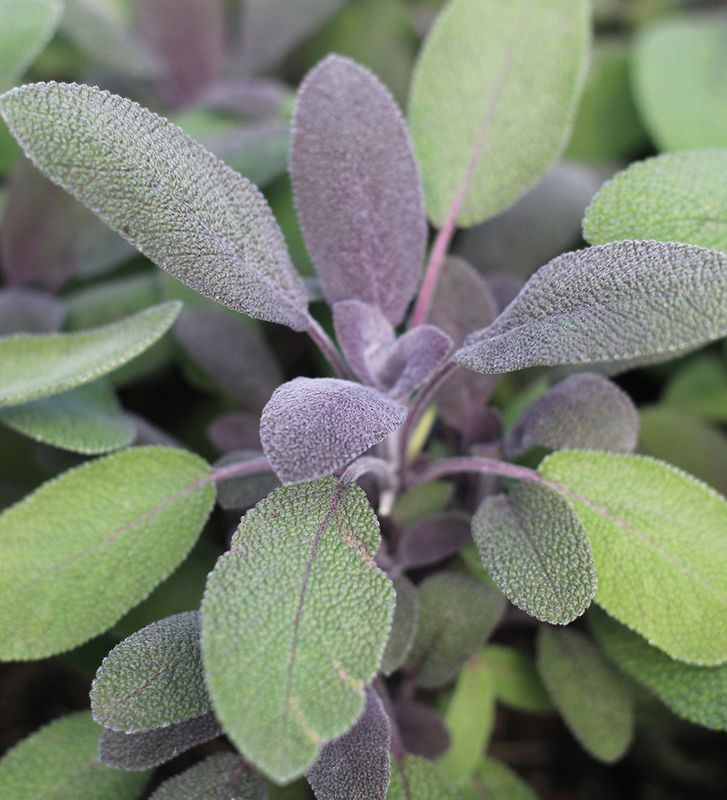Sage &#39;Purple&#39; 4&quot;