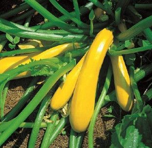 Zucchini Yellow 2 cell pack