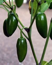 Hot Pepper Jalapeno 4" (mild)