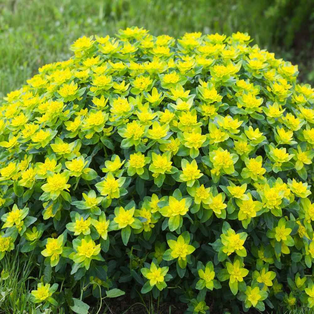 Cushion Spurge - Euphorbia Polychroma 1 gal