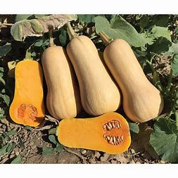 Winter Squash &#39;Early Butternut&#39; - 2 cell pack
