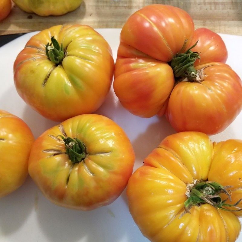 Tomato - 4" Heirloom Big Rainbow