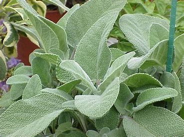 Sage 'Berggarten' 4.5